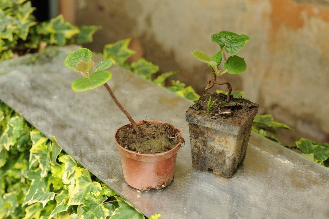 Как из семян вырастить плодоносящее киви на окне: посадка и уход