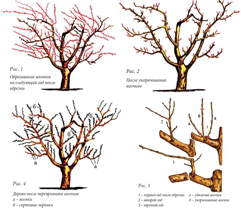 Как правильно обрезать деревья: сроки и нюансы формирования кроны