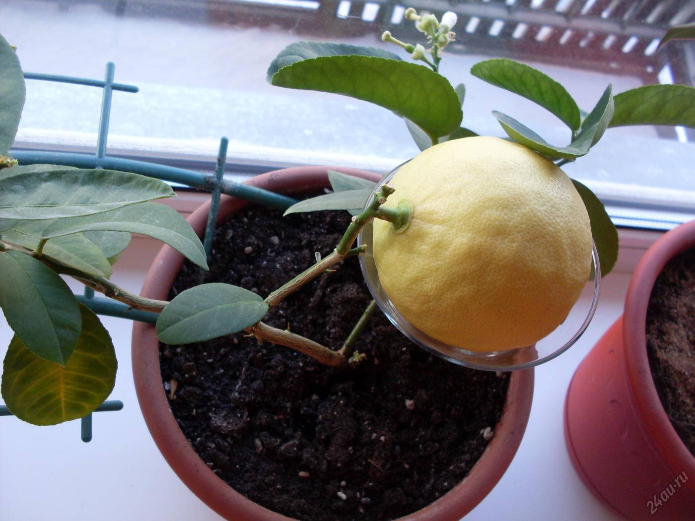 Выращивание лимона из косточки в домашних условиях