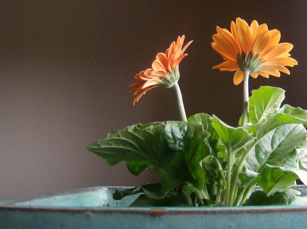 Герберы: как вырастить тропический цветок в домашних условиях. описание, сорта, уход, размножение, возможные болезни (50+ фото & видео) +отзывы