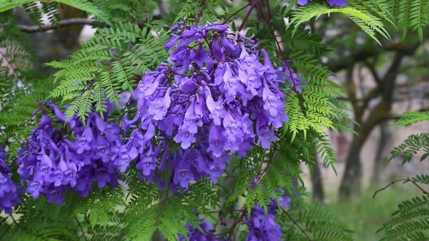 Дерево с фиолетовыми цветами как называется. жакаранда: советы по выращиванию и размножению палисандрового дерева