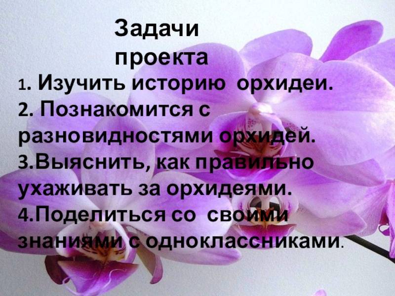 Королева цветов – орхидея. удивительные факты и фото в дикой природе
