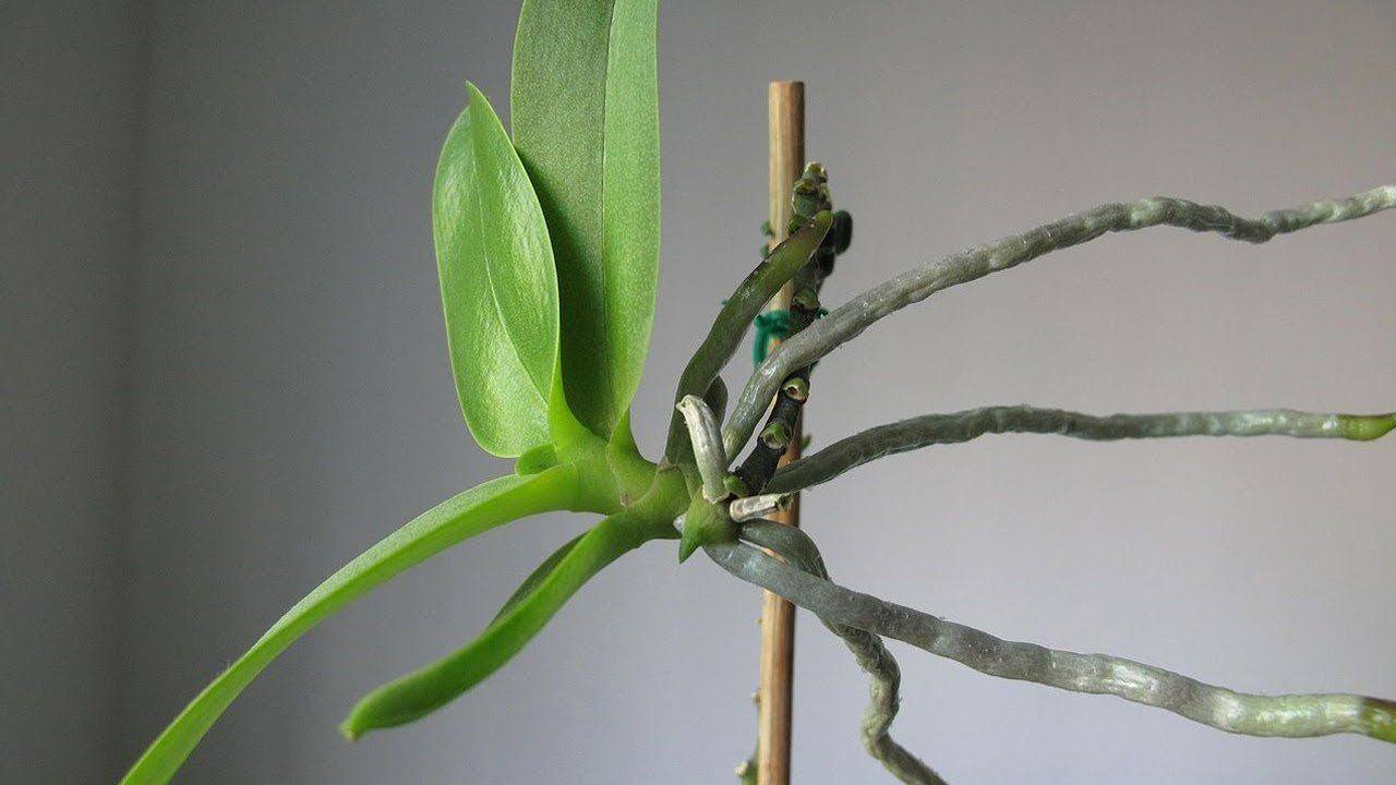 Как посадить орхидею без корней и укоренить отросток в воде, фото и видео