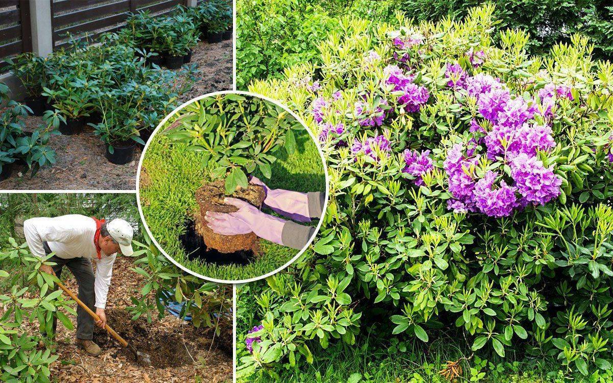 Азалия садовая: посадка и уход в открытом грунте, сорта, фото