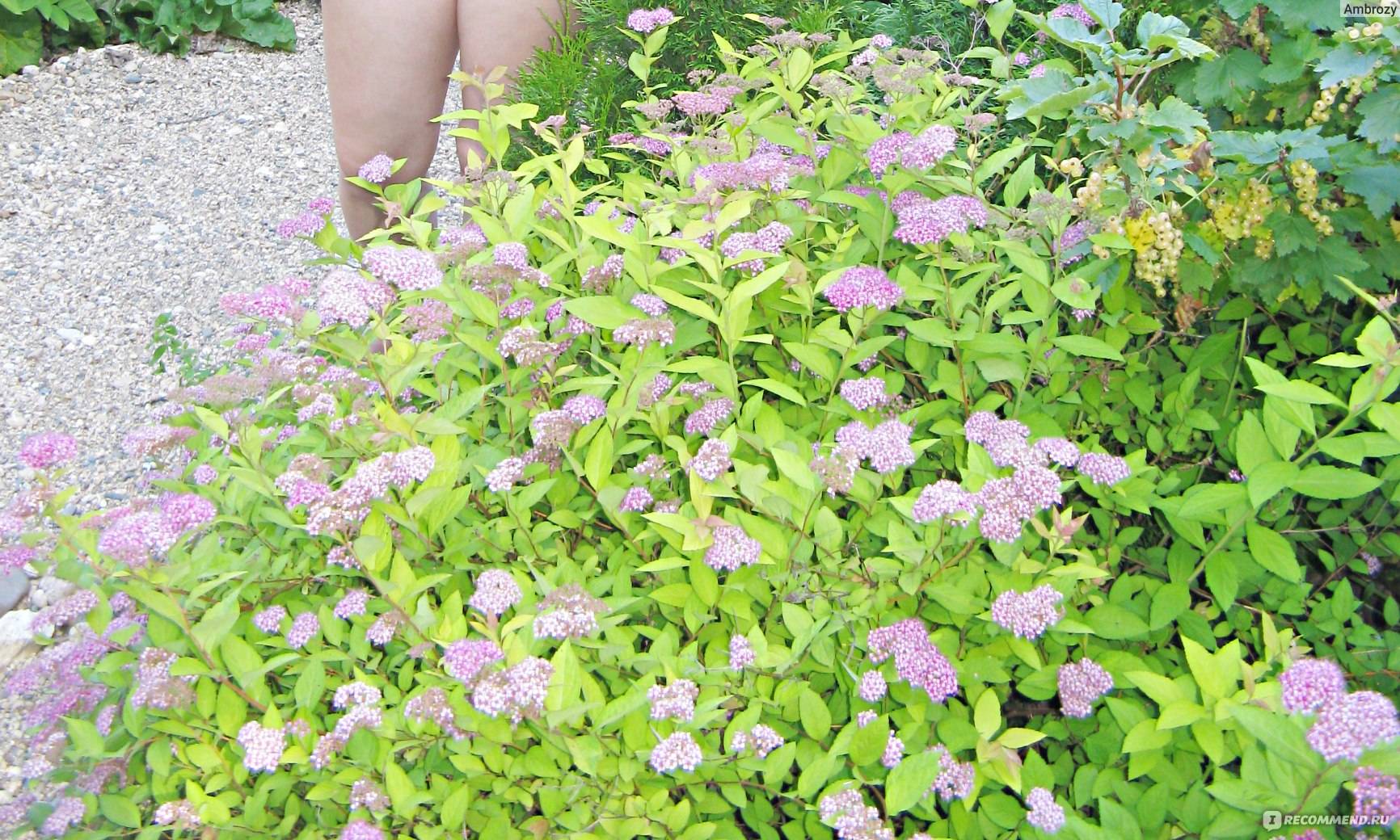 Спирея японская голден принцесс: посадка и уход, фото