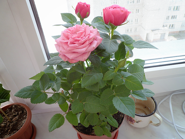Комнатная роза: уход в домашних условиях. миниатюрная роза.
