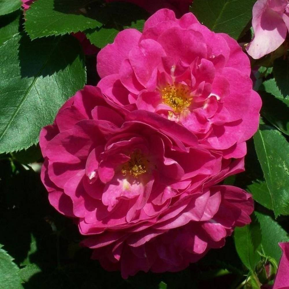 23 сорта канадских роз с фото и описаниями, зимостойкие, уход