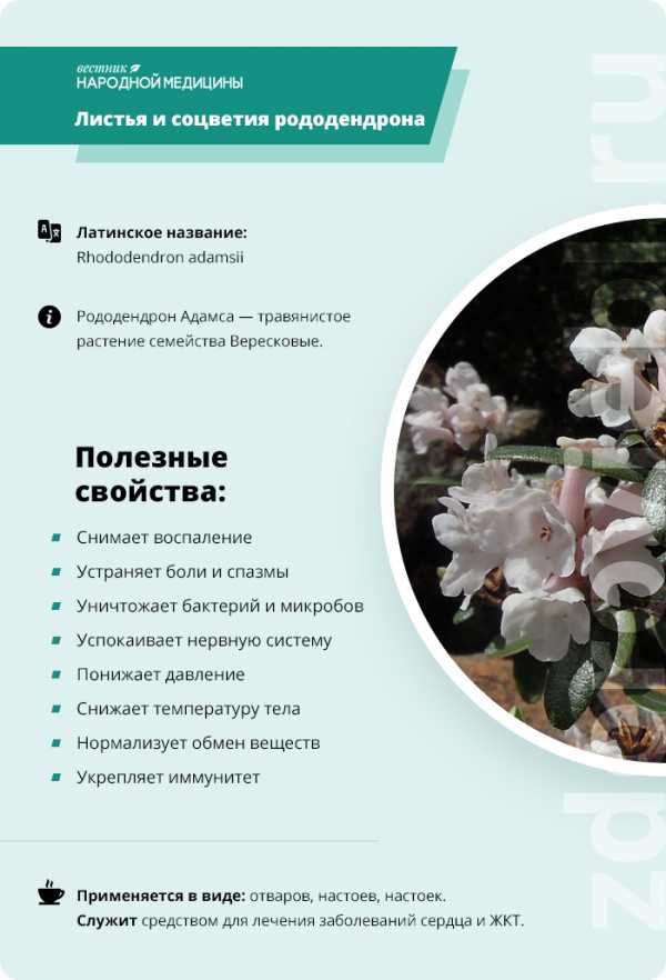 Рододендрон кавказский лечебные свойства