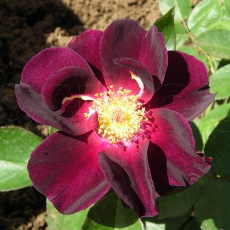 Техника выращивания сорта плетистой розы парад: как ухаживать за клаймингом