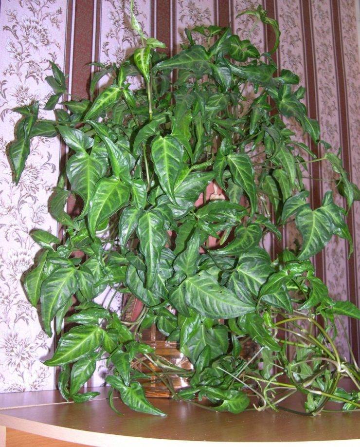 Комнатное растение сингониум (44 фото): ножколистный, вендланда, ушковатый, виды, уход в домашних условиях, размножение