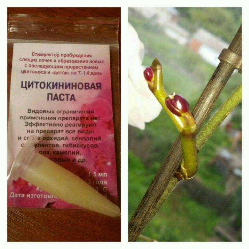 Правила применения цитокининовой пасты для орхидей