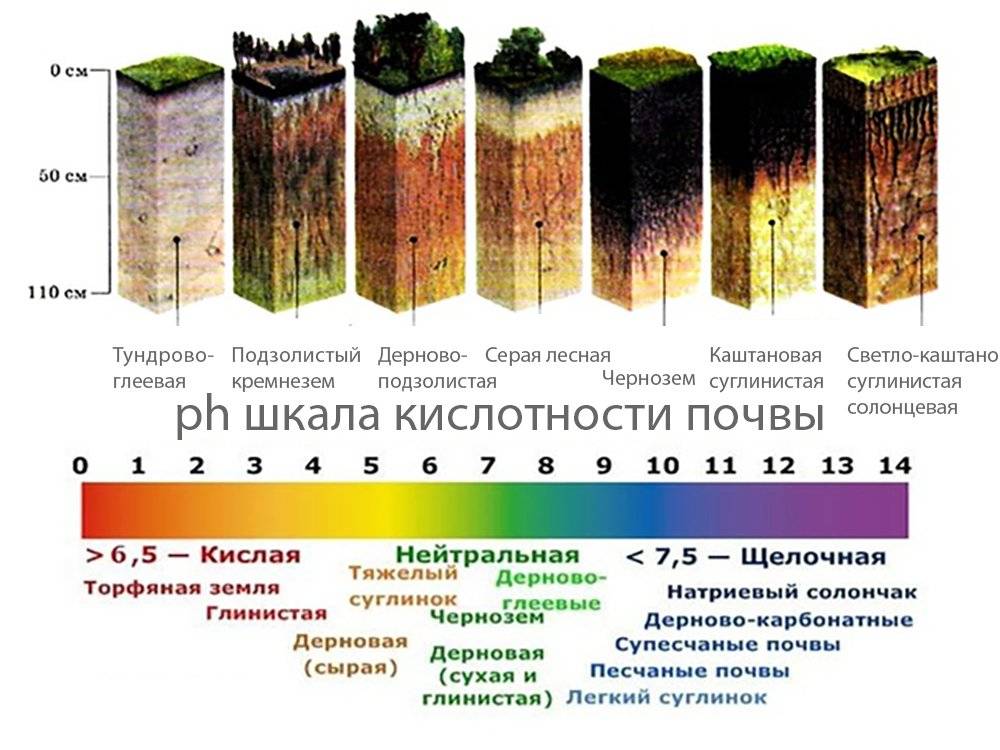 Тип и кислотность почвы: определяем самостоятельно | огородники