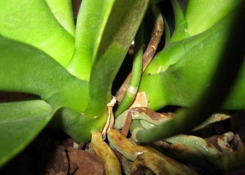Пошаговая инструкция, как отсадить детку орхидеи фаленопсис