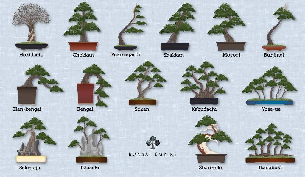 Какие деревья подходят для бонсай: список и фото