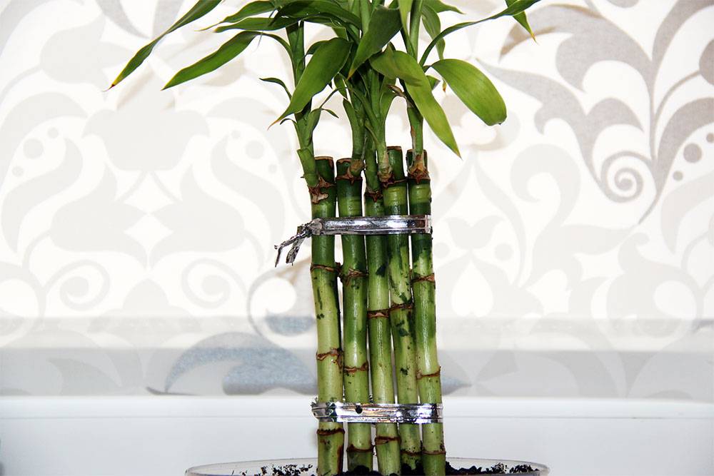 Домашний бамбук — цветок, живущий по чужой «легенде»