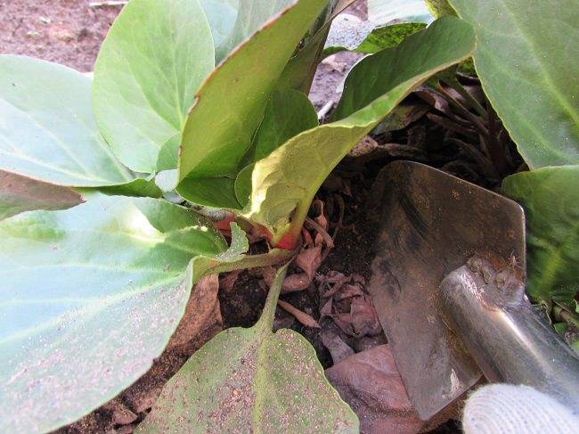 Бадан: посадка и уход за растением в открытом грунте