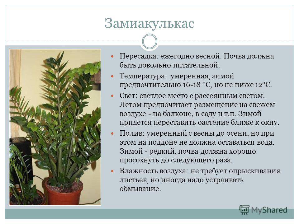 Ароидные комнатные растения: алоказия, антуриум, диффенбахия - полезный журнал good-tips.pro