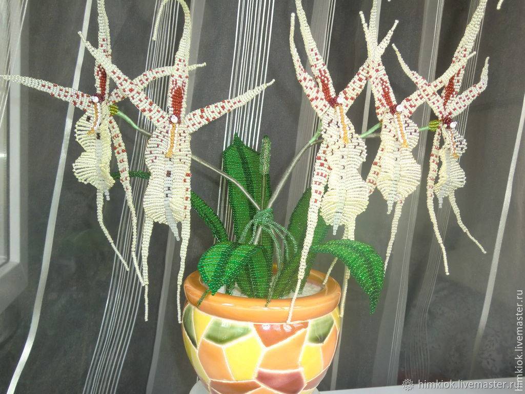 Орхидея брассия: описание вида и сортов растения, похожего на паука, особенности посадки и ухода за цветком в домашних условиях, а также фото