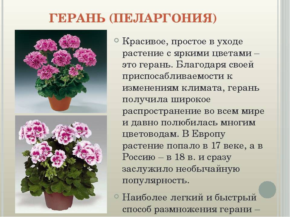 Пеларгония зональная (Pelargonium zonale) — описание