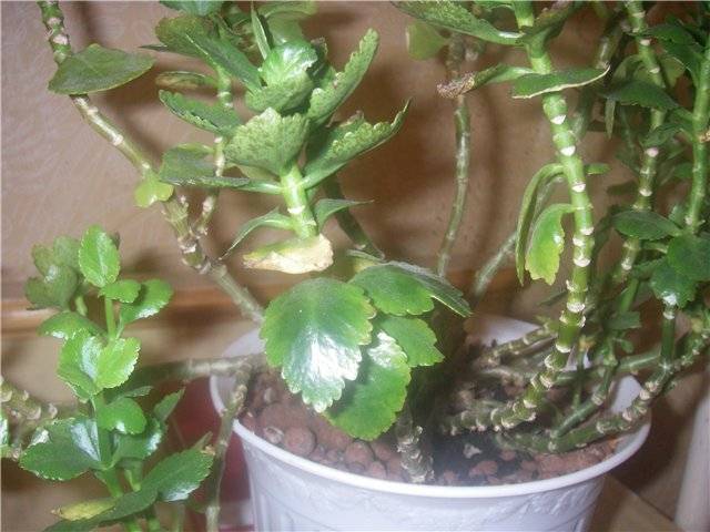 Почему не цветет каланхоэ в домашних условиях: как заставить цвести растение