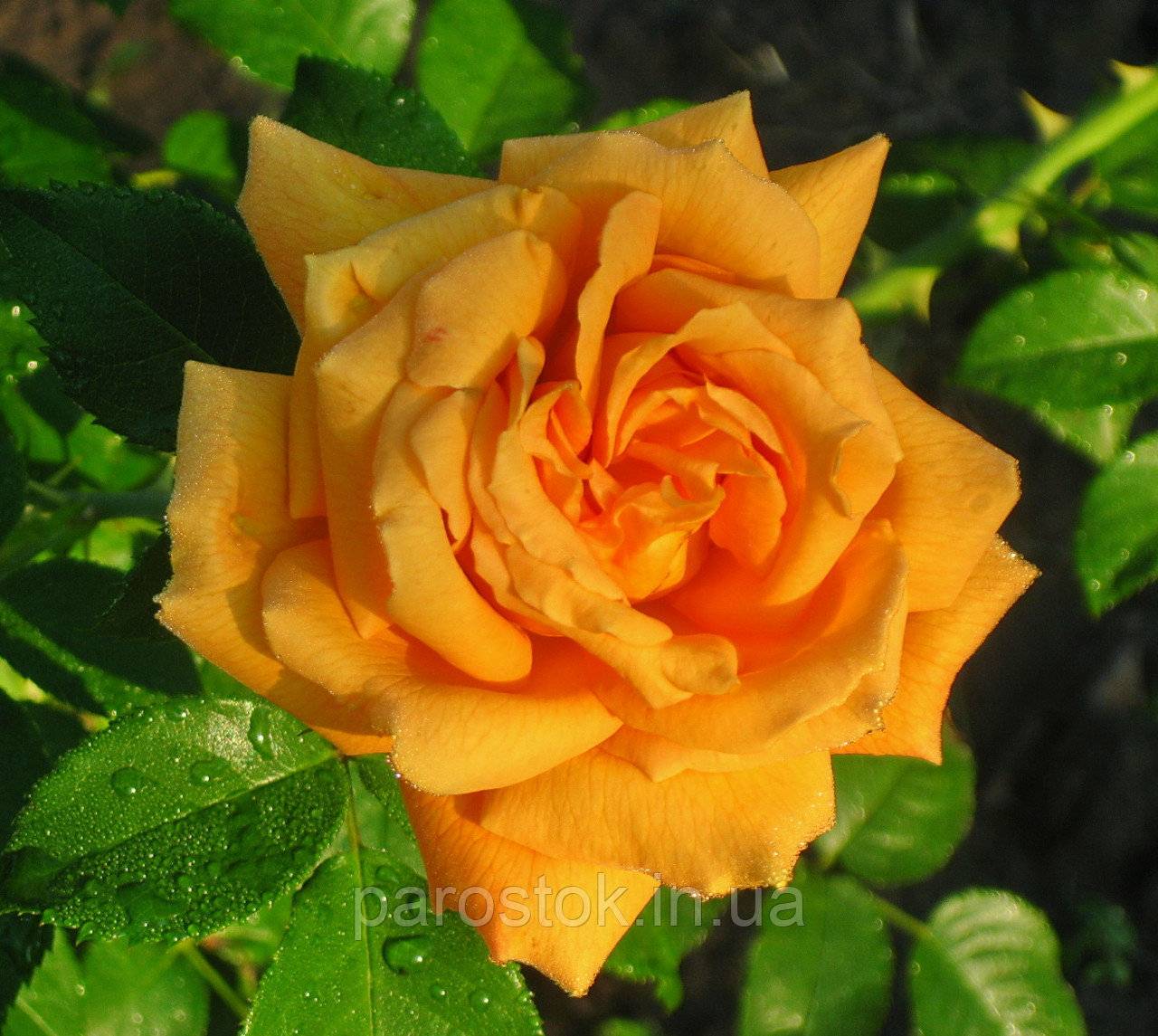 Плетистая роза полька: описание сорта, фото