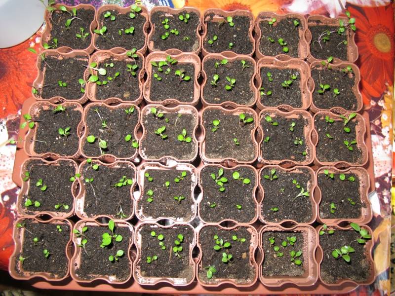 Растение комнатная цинерария цветущая: выращивание из семян, фото