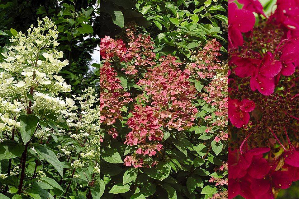 Величественное украшение сада: выращивание гортензии метельчатой вимс ред