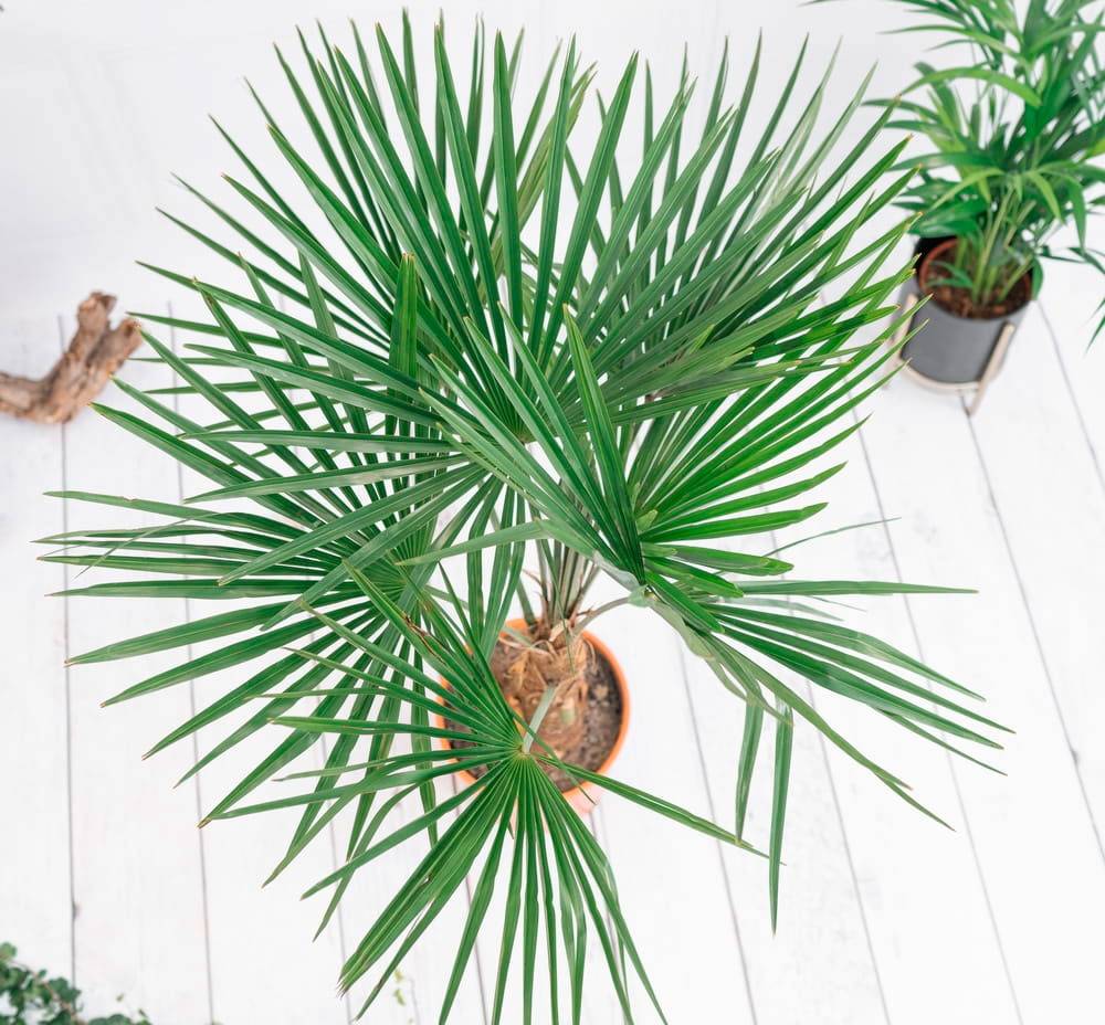 Трахикарпус пальма, которую можно выращивать дома! популярные виды, фото, уход selo.guru — интернет портал о сельском хозяйстве