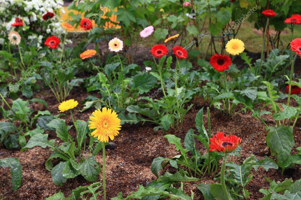 Герберы: как вырастить, как сажать, многолетний ли садовый цветок или однолетний, как выращивать в домашних условиях, и посадка, уход