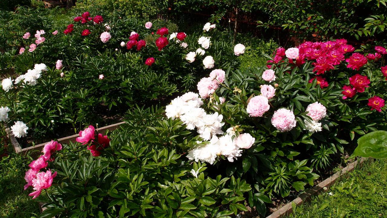 Какие варианты цветов лучше всего посадить в саду рядом с розами: беспроигрышные сочетания!