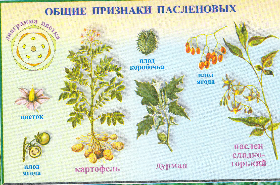 Плод пасленовых растений, картофеля и томата, называют... особенности строения и фото :: syl.ru