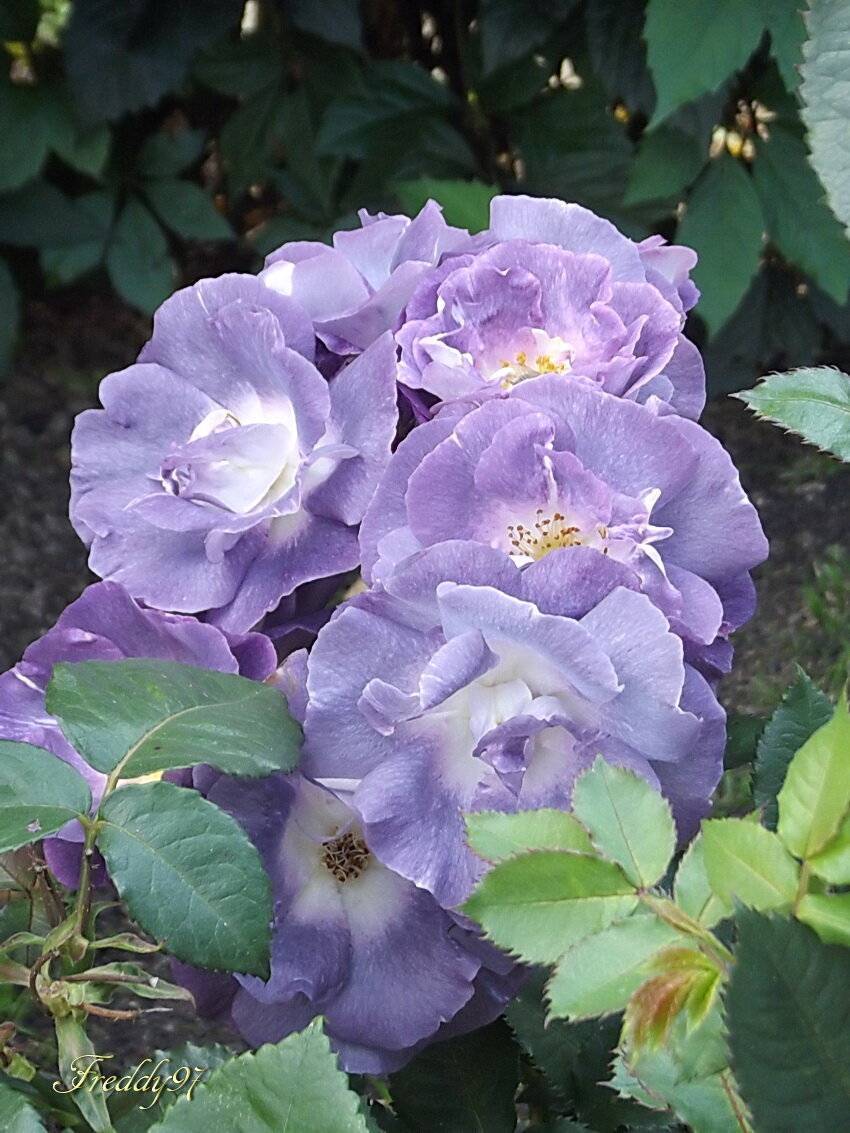 Английский сорт плетистой розы рапсодия ин блю: как ухаживать за голубым цветком