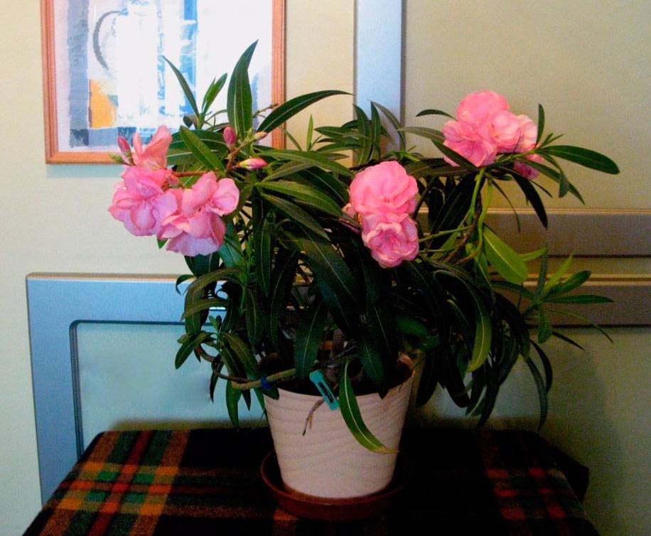 Олеандр - уход и выращивание в домашних условиях, фото цветка