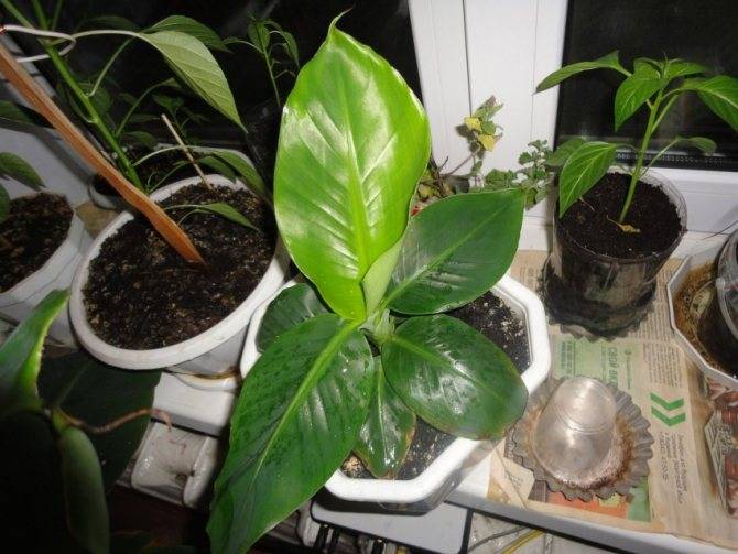 Комнатный банан — как вырастить тропическое чудо. уход в домашних условиях. фото — ботаничка
