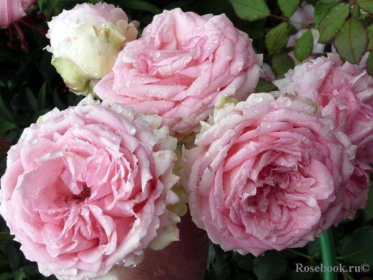 О розе first lady: описание и характеристики сорта розы первая леди