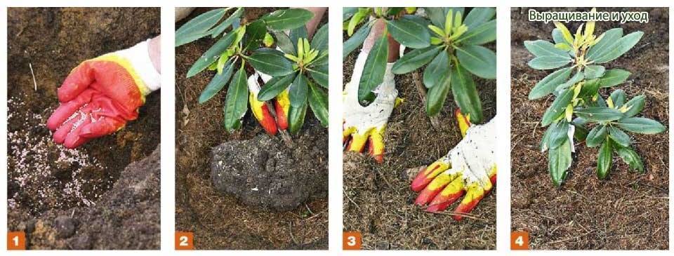 Рододендрон: описание, посадка в открытом грунте и уход за ним, чтобы обеспечить пышное цветение от подмосковья до сибири (80 фото & видео)