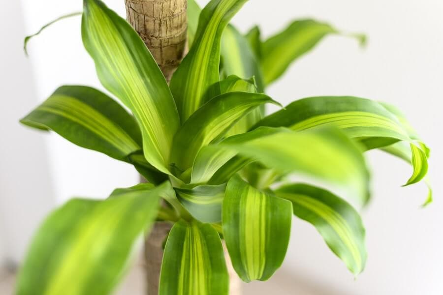Топ-50 декоративных растений очищающих воздух в нашем доме или квартире (50+ фото & видео) +отзывы