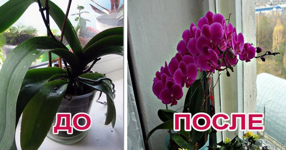 Почему не цветёт орхидея: причины и способы решения проблемы