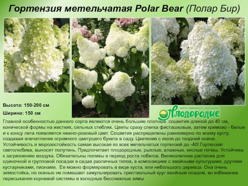 Гортензия Полярный Медведь (Hydrangea Paniculata Polar Bear) — описание сорта