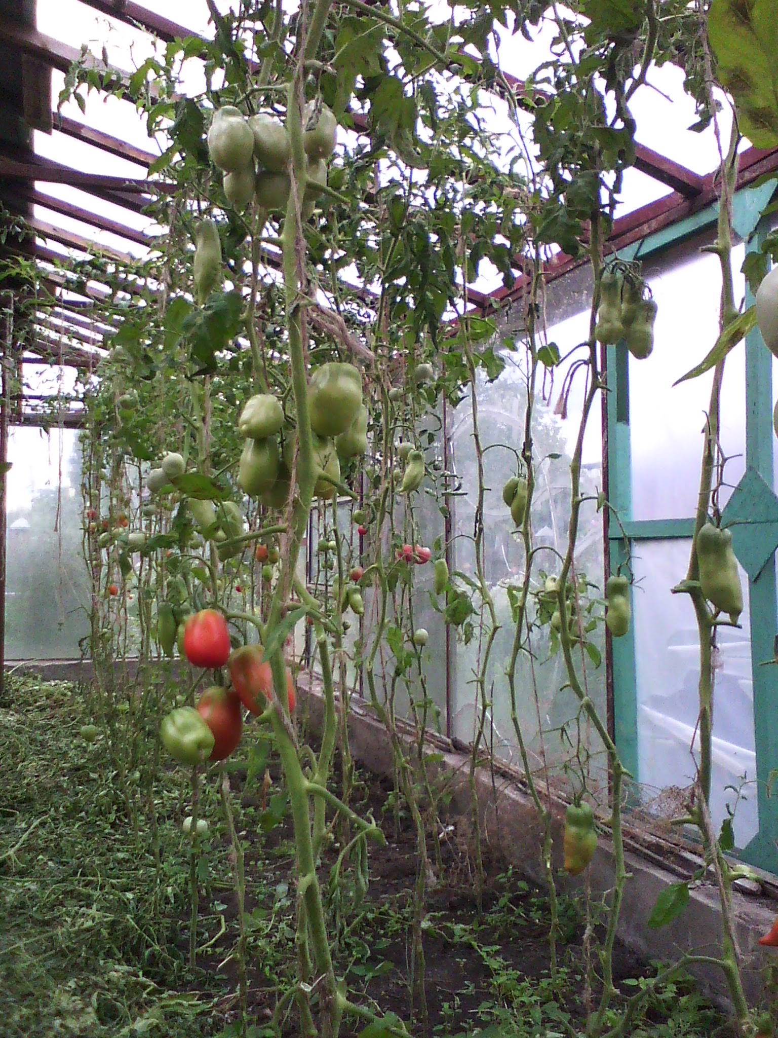 Формирование томатов: как продлить плодоношение помидор