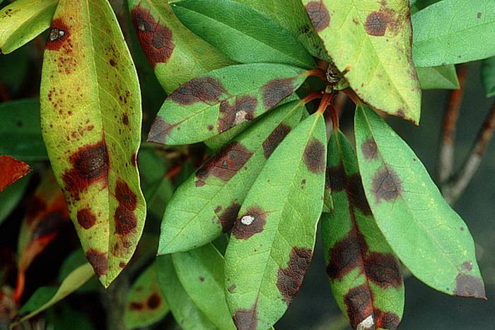 ᐉ пятнистость листьев рододендрона: самые опасные разновидности и их лечение - hydrosad.ru