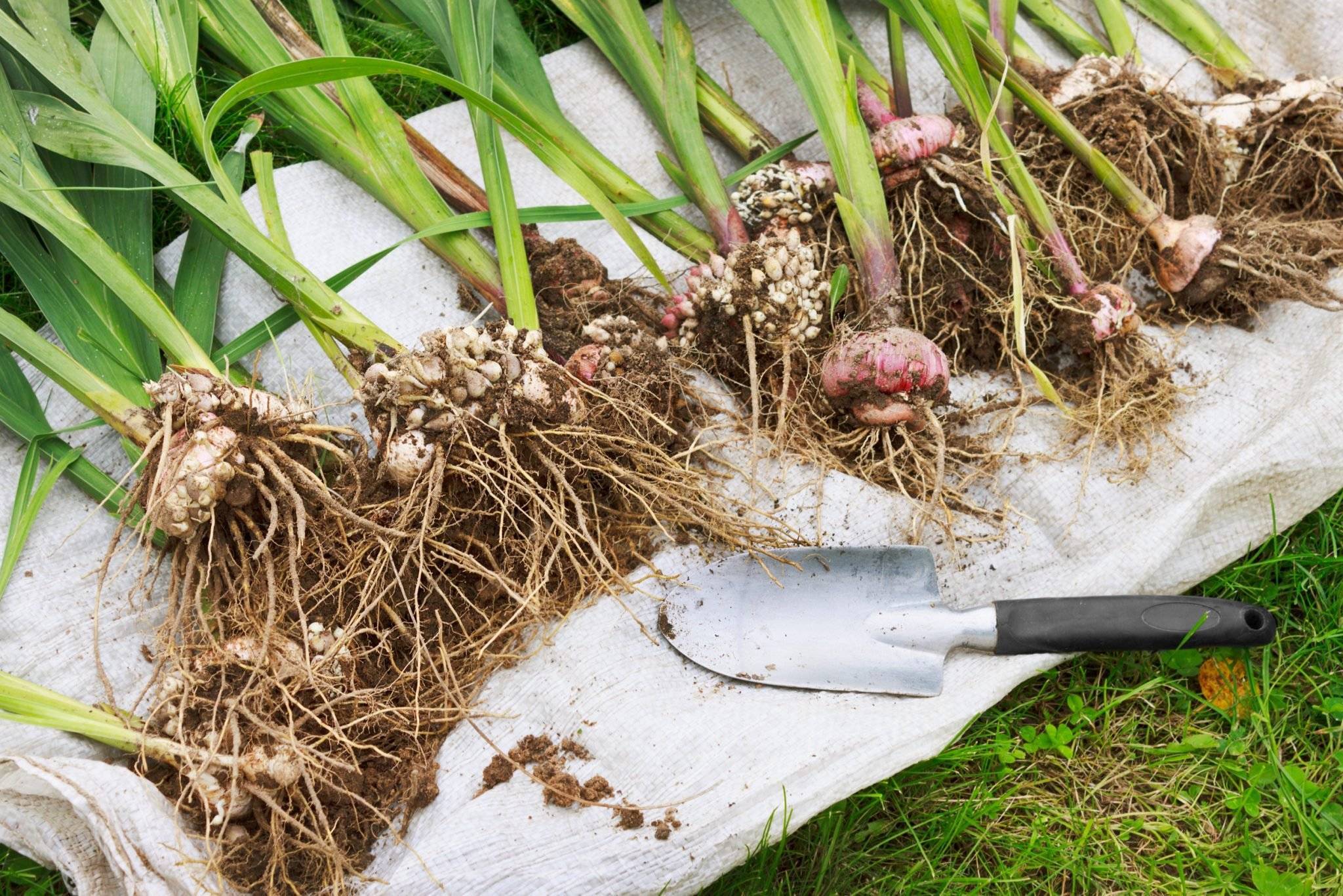 Уход за гиацинтами после цветения: пересадка, полив, хранение луковиц