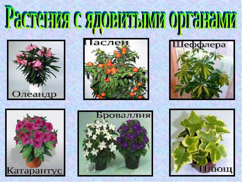 ᐉ список растений на букву м: комнатные, садовые и огородные