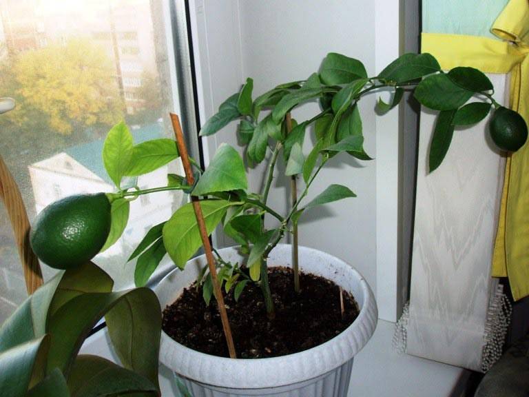 Лимонное дерево в домашних условиях: выращивание и уход