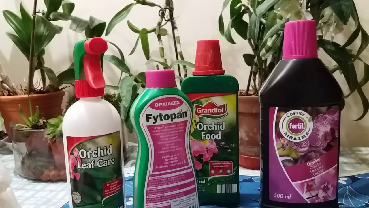 Чем подкормить орхидею в домашних условиях, как правильно делать подкормку