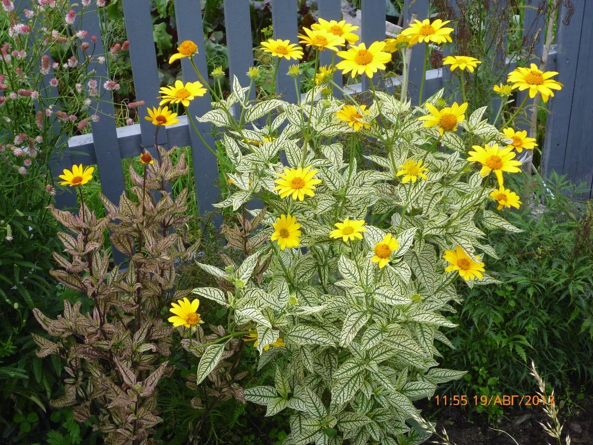 Солнечный цветок гелиопсис многолетний: посадка и уход, фото, полив и обрезка куста, способы размножения и другие нюансы выращивания растения | сортовед