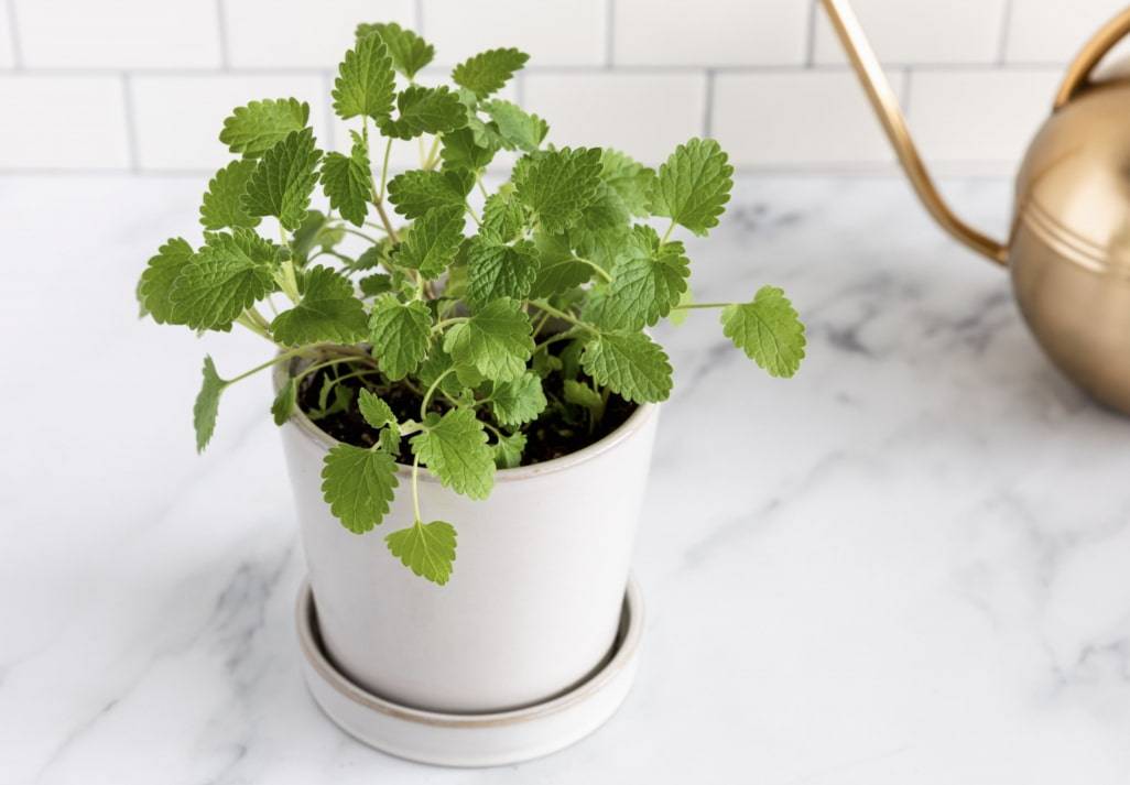 10 ароматных комнатных растений, которые легко заменят освежители