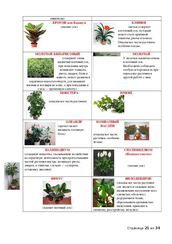 Ядовитые комнатные растения: фото и названи