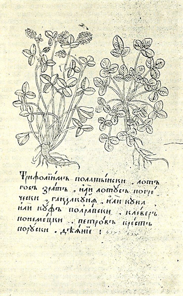 Русский цветочный сад. история декоративного садоводства