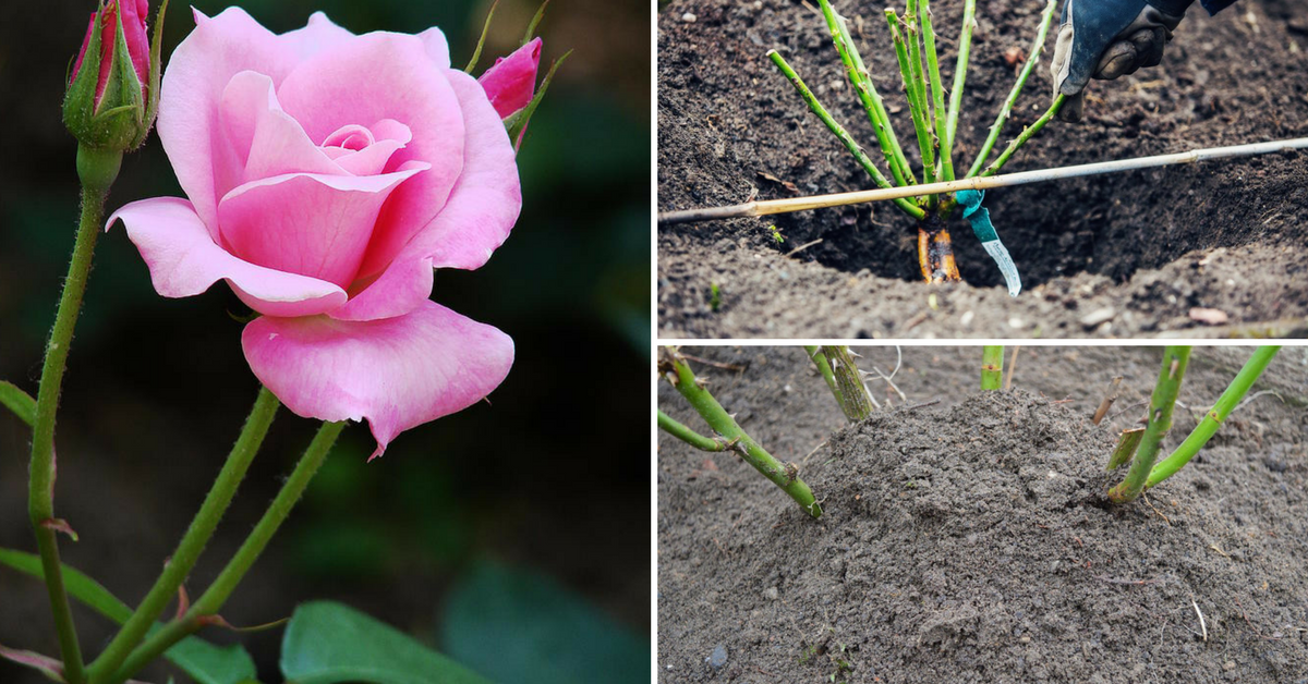 Когда лучше сажать розы — весной или осенью?